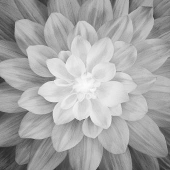 Dream Big Flower Onyx Panel